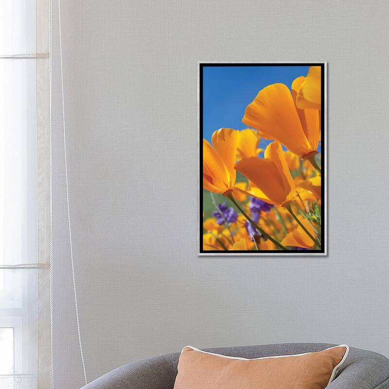 iCanvas "California Poppy Flowers, Antelope Valley, California II" by